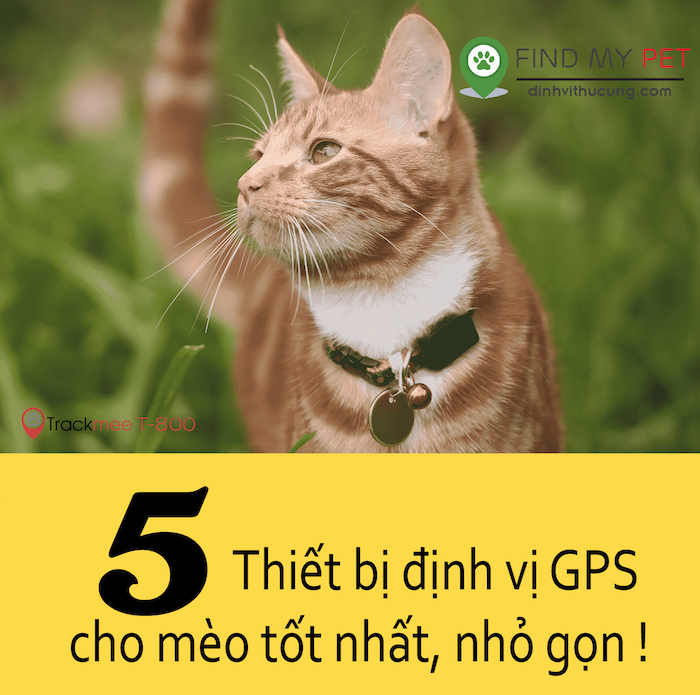 5_thiet_bi_inh_vi_gps_cho_meo_tot_nhat